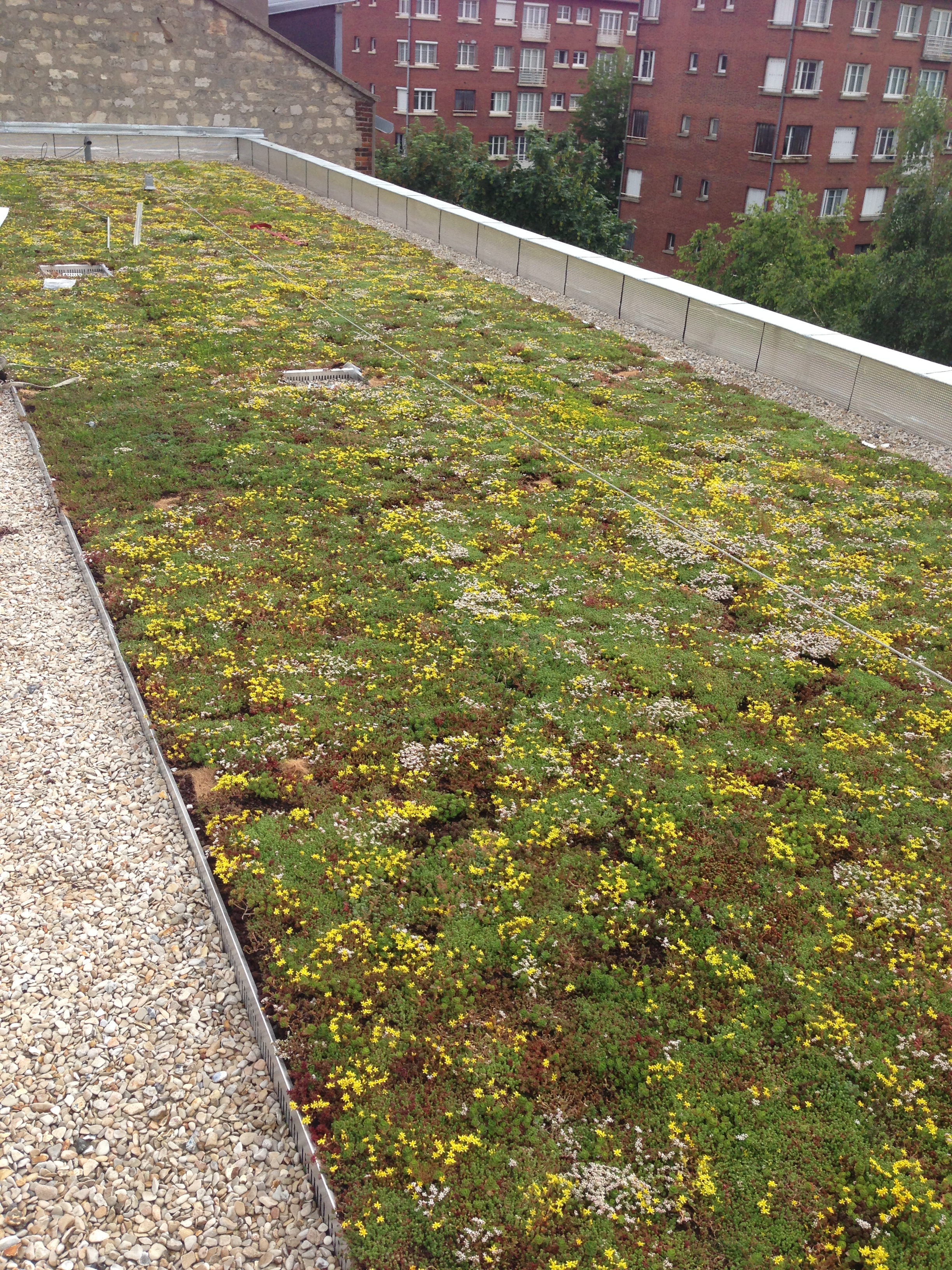 Végétalisation toiture